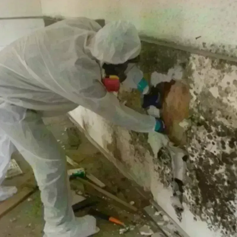 Mold Remediation and Removal in Yoakum County, TX